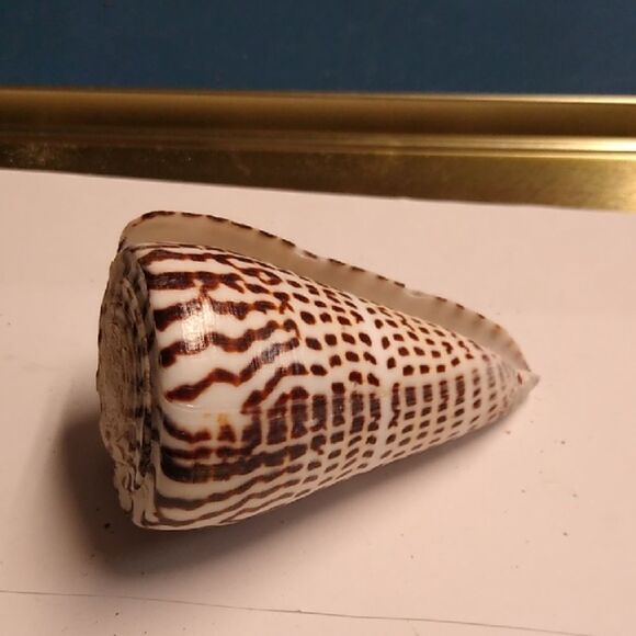 Decorative Brown and White Seashell Conus marmoreus marble cone Beach Seashore - Picture 1 of 7